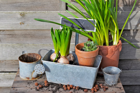 hyacinth and narcissus in terracotta flower pots and decorative metal can on gardening tableの写真素材