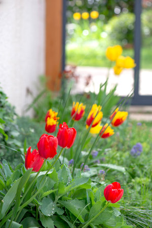 Tulips in the garden. Selective focus. nature.の写真素材