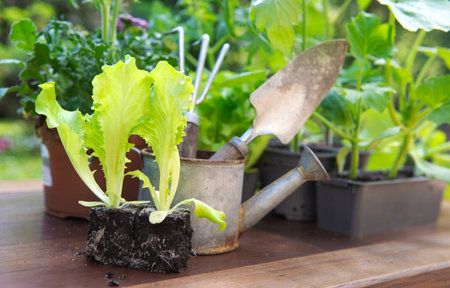 lettuce in dirt ready to plant with gardening tools in back and vegetable seedlings in pot on a table in garden at springtimeの写真素材
