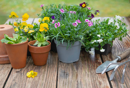 carnation in flowerpot and colorful viola with gardening tools on a wooden table in a gardenの写真素材