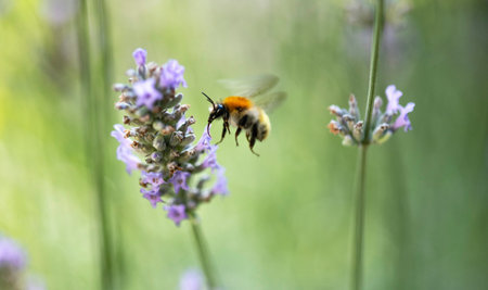 close-up of a honey bee flying and collecting pollen in a lavender flower in garden