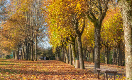 colorful foliage of trees in a park in autumnal sunny day along an alleyの写真素材