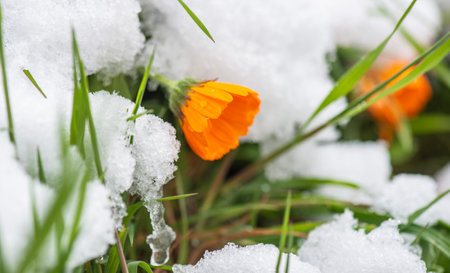 closeup on flower heads of marigold blooming in a snowy gardenの写真素材