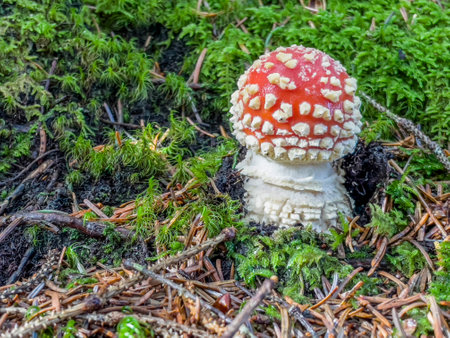 closeup on young and little fly killer with red cap growing in the ground in moss in forestの写真素材