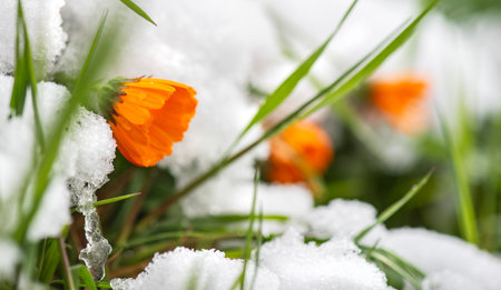 closeup on flower heads of marigold blooming in a snowy gardenの写真素材