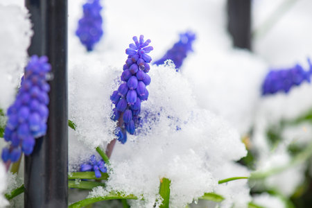closeup on flower heads of muscari blooming in a snowy garden behind the bars of a fenceの写真素材