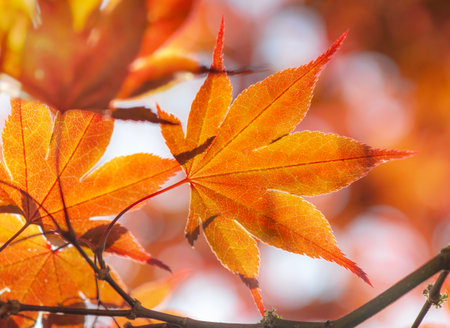 closeup on beautiful red and orange leaf of japanese maple in the tree in autumnの写真素材