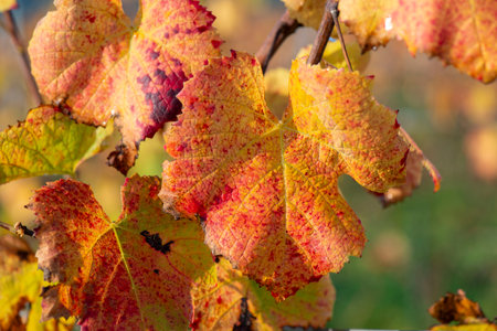 close-up view of a beautiful red leaf and yellow of a vine growing in a field in autumnの写真素材