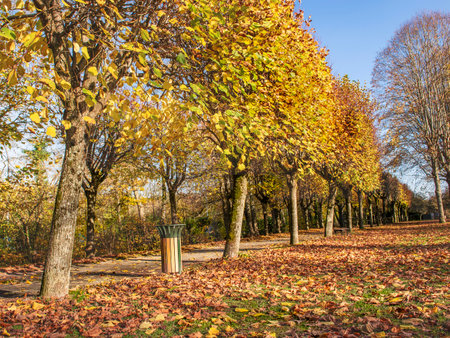 colorful foliage of trees in a park in autumnal sunny day along an alleyの写真素材