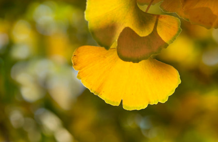 closeup on beautiful yellow leaf of a Gingko tree in autumn in focus foreground on blur backgroundの写真素材