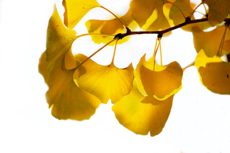 closeup on beautiful yellow leaf of a Gingko tree in autumn on white backgroundの写真素材