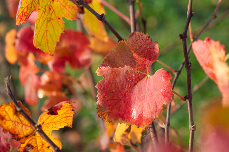 close-up view of a beautiful red leaf of a vine growing in a field in autumnの写真素材