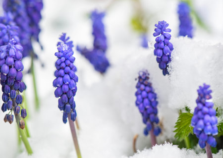 closeup on flower heads of muscari blooming in a snowy gardenの写真素材