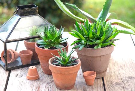 different succulent plants in flower pots with a mini greenhouse on wooden tableの写真素材