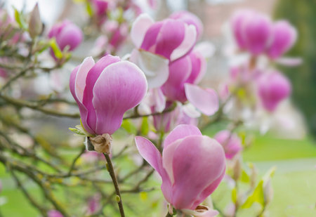 closeup on beautiful pink flowers of a magnolia tree blooming at springtimeの写真素材