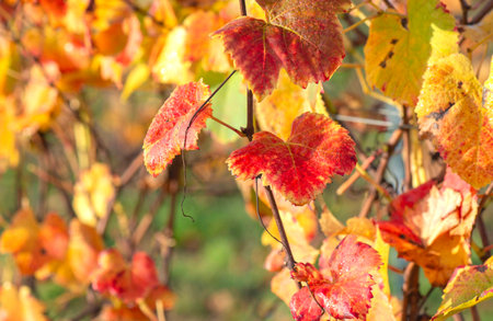close-up view of a beautiful red leaf of a vine growing in a field in autumnの写真素材