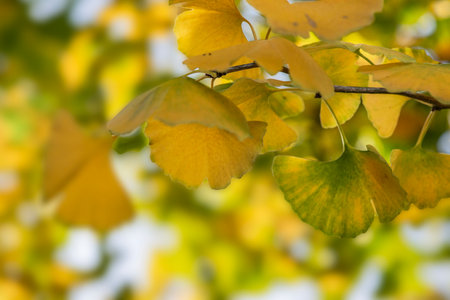 closeup on beautiful yellow leaf of a Gingko tree in autumn in focus foreground on blur background