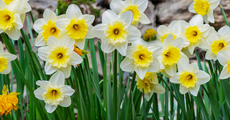 beautiful yellow and whit daffodils blooming in a flower bed gon stones wall backgroundの写真素材