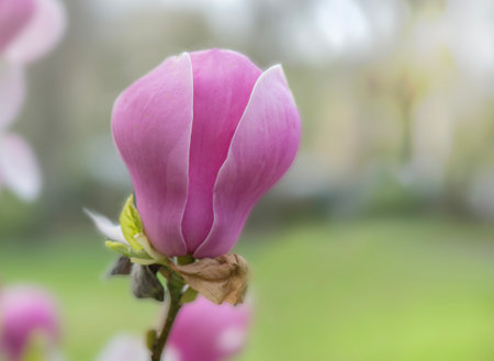 closeup on beautiful pink flowers of a magnolia tree blooming at springtimeの写真素材