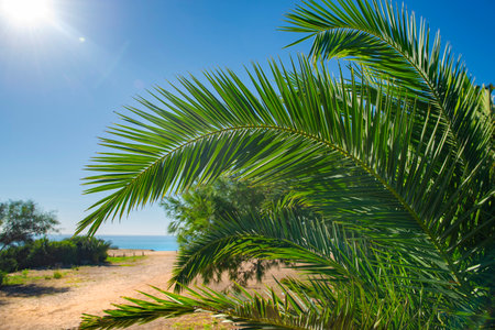 closeup on green leaf of palm tree in front of a beach under sunny skyの写真素材