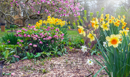 beautiful yellow daffodils blooming in a flower bed blooming in a parkの写真素材