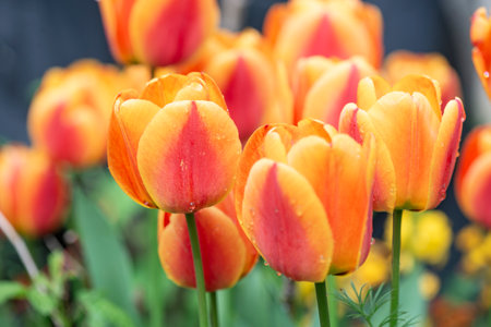closeup on beautiful flower head of red and orange fresh tulips covered with water drops blooming on a garden at springtimeの写真素材