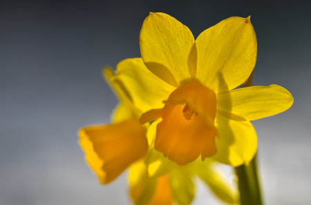 narcissus blooming with yellow petals in natural light isolated on dark backgroundの写真素材