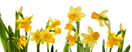 closeup on beautiful yellow daffodils blooming on white backgroundの写真素材