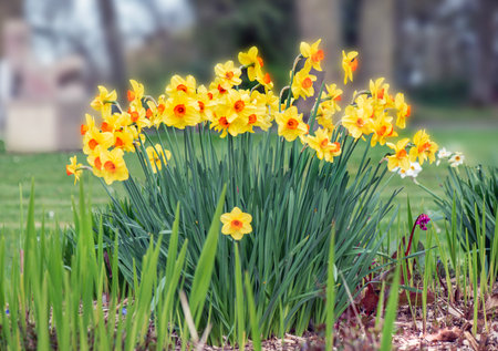 beautiful yellow daffodils blooming in a flower bed blooming in a parkの写真素材