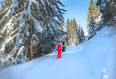 view on back to skiers on a ski slope crossing firs forest covered with snow in tarentaise ski resort french alpsの写真素材