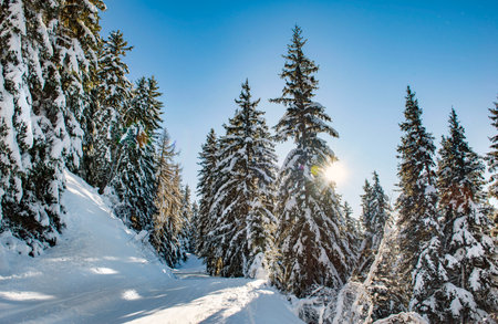ski slope crossing a beautiful forest with firs covered with snow in tarentaise ski resort french alpsの写真素材