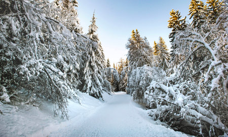 ski slope crossing a beautiful forest with firs covered with snow in tarentaise ski resort french alpsの写真素材