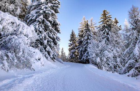 ski slope crossing a beautiful forest with firs covered with snow in tarentaise ski resort french alpsの写真素材