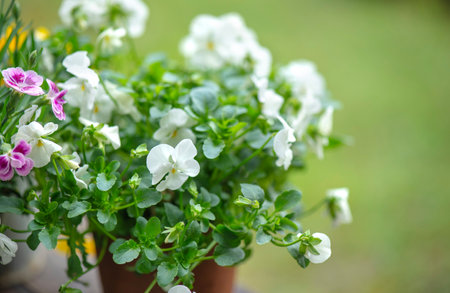closeup on pretty white viola flowers blooming on green backgroundの写真素材