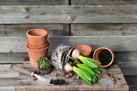hyacinth with bulbs and roots for potted with shovel dirty and terra cotta flowerpots on a garden table on a wooden backgroundの写真素材