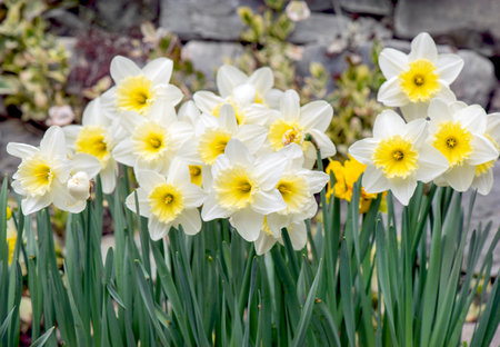 close up on beautiful yellow daffodils blooming in a gardenの写真素材