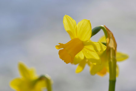 closeup on beautiful yellow narcissus blooming in a garden on clear backgroundの写真素材
