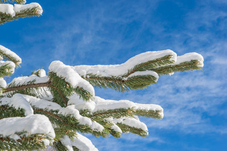 closeup on fir branches covered with snow on blue sky backgroundの写真素材