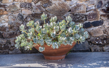 succulent plant in pot on a wooden terrace and stoned wall backgroundの写真素材