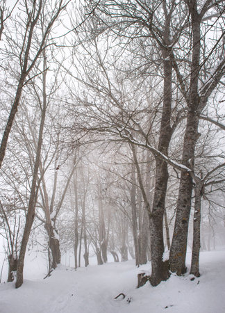 silhouette of trees trunks and branches in snow and white cloudsの写真素材