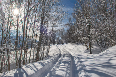 vehicle trace in fresh snow on a trail crossing a forest in the French Alpsの写真素材