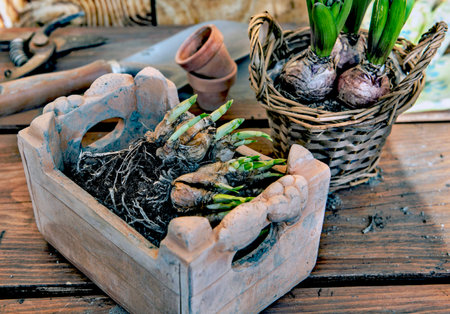 bulb plants potted in terra cotta and wicker flower pots on wooden table with garden equipmentの写真素材