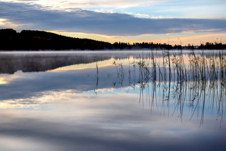 grass stalk outside the water in a lake with the reflection of clouds in the mist at the sunset -on the surface in swedenの写真素材