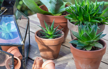 different succulent plants in flower pots with a mini greenhouse on wooden tableの写真素材