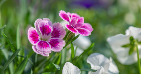 closeup up on beautiful pink flowers of carnation and white viola background blooming in a gardenの写真素材