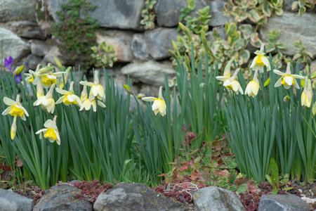 beautiful yellow daffodils blooming in a flower bed blooming surrounded by stonesの写真素材