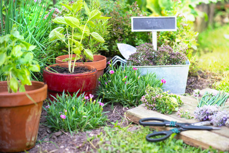 basil in flowerpot and other herbal plant growing in a garden among flowers and gardening equipmentの写真素材