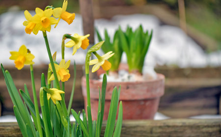 daffodils browing and hyacinth potted background in snowy gardenの写真素材