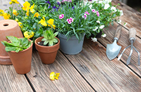 carnation in flowerpot and colorful viola with gardening tools on a wooden table in a gardenの写真素材