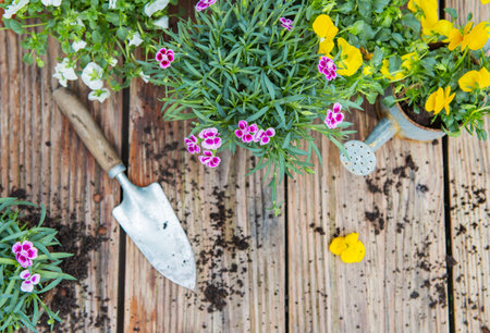 directly above view on colorful spring flowers in flowerpot with shovel and dirt on a wooden tableの写真素材